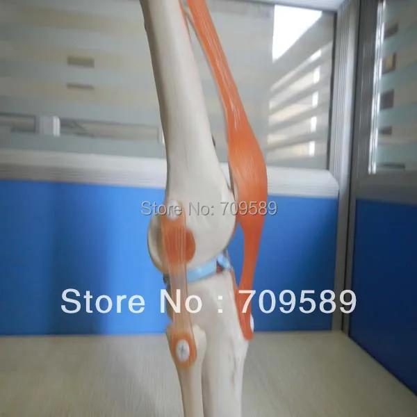 life-size knee joint bone model | Канцтовары для офиса и дома