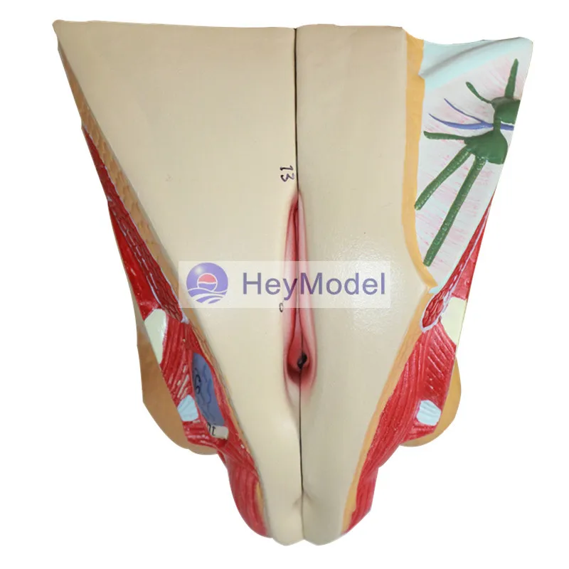 

HeyModel Female pelvic median sagittal section model male reproductive system male genitourinary anatomy model