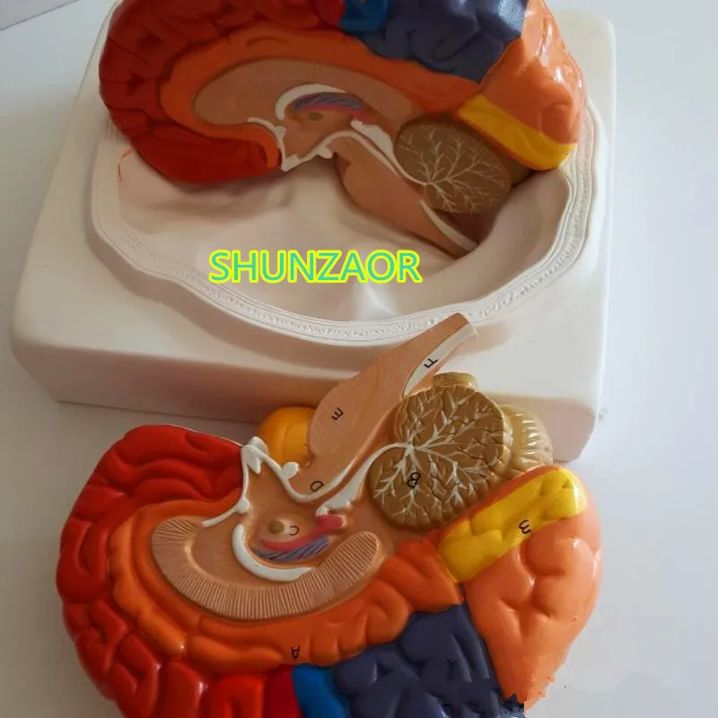 Модель мозга из пвх модель области анатомическая человеческого медицинская