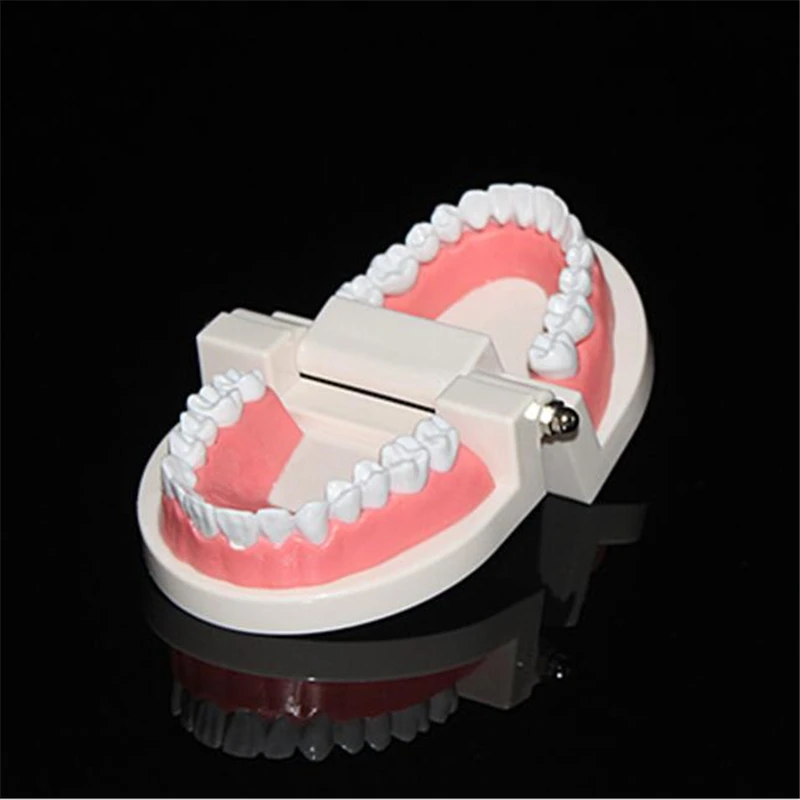 Adult Dental Model Oral Health Care Teeth Lab Equipment Dentist Study Teaching Showing |