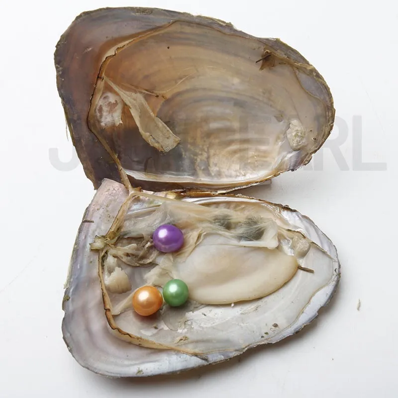 JNMM 30Pcs Freshwater Oysters with Three Pearl Beads 7-8mm Round Shape pearls for DIY Gift Jewelry Vacuum-packed | Украшения и