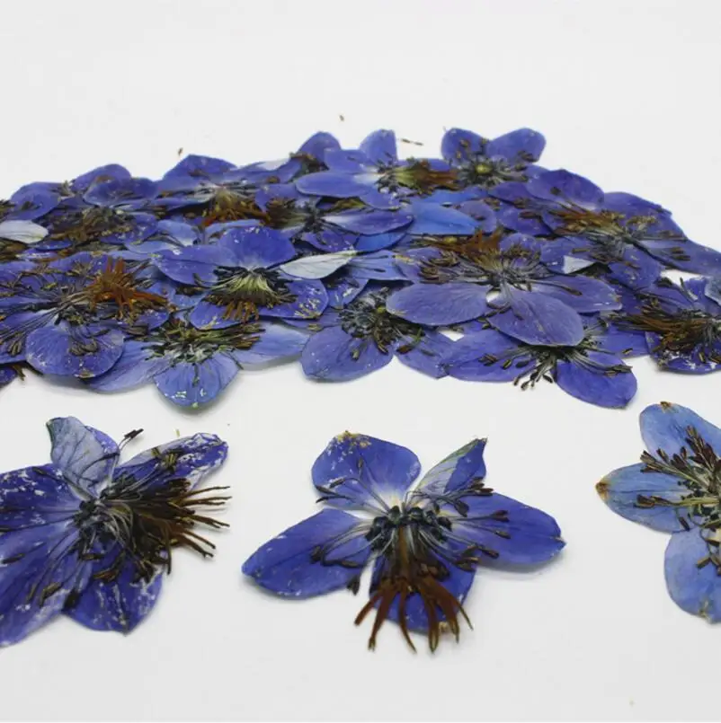 120 шт. 3 4 см|star flower|flower flowerdried flower press |