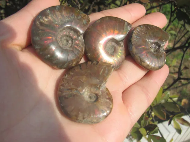 Минеральные окаменелости улитки аммония A1|fossil bead|fossil kitfossil china |
