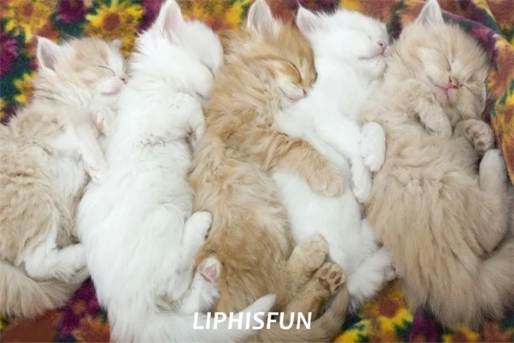 

LIPHISFUN Алмазная картина вышивка полная дрель домашний декор квадратная/круглая Вышивка крестом DIY животное милый кот