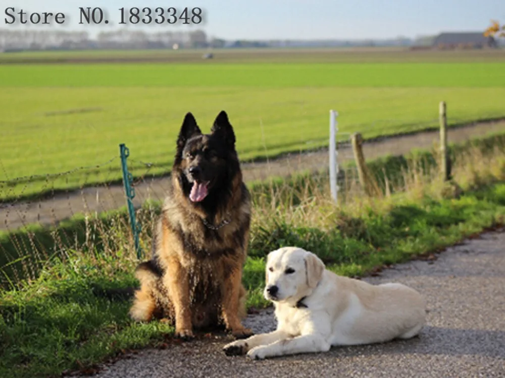 Алмазная Картина золотой ретривер вышивка рисунок с животными 5D картина