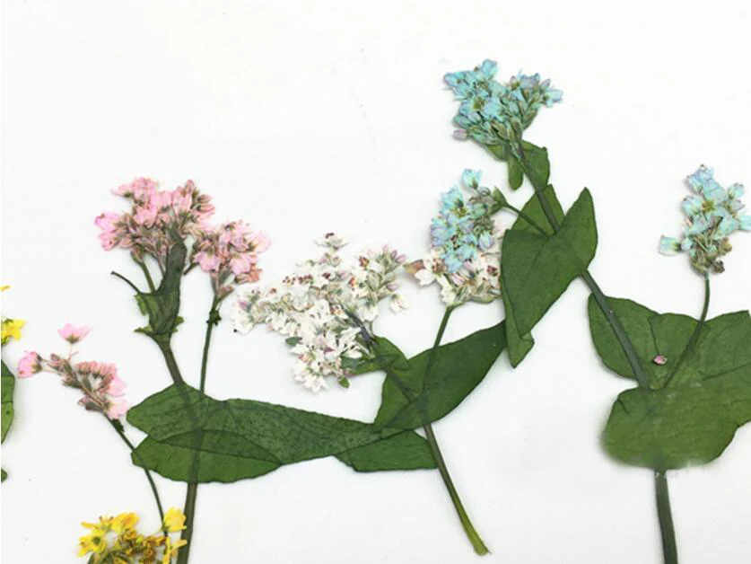 

40pcs Pressed Dried Buckwheat Flower+Leaves Plant Herbarium For Jewelry Postcard Bookmark Phone Case Invitation Card DIY