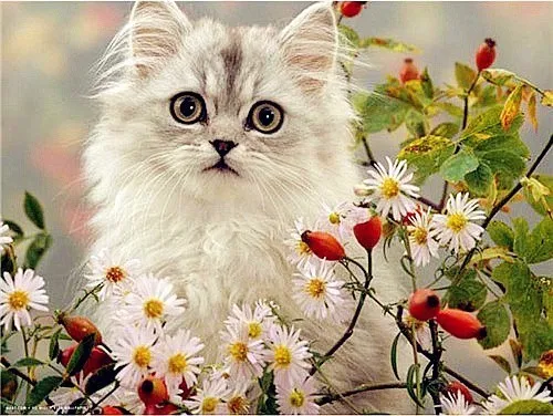 AZQSD Алмазная мозаика кошка Алмазная картина животные Стразы DIY Полная квадратная круглая Алмазная вышивка украшение дома подарок - Цвет: 3561