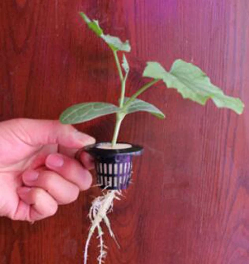 Пищевая пластиковая гидропонная сетка для посадки цветочный горшок корзина