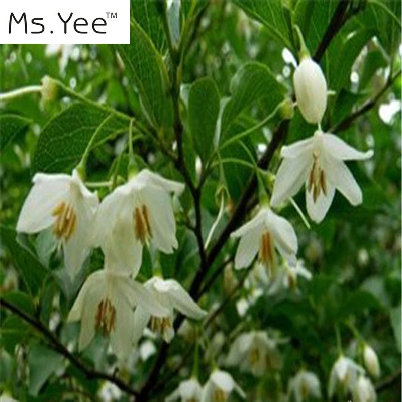 Famous brand Ms. Yee pure natural Benzoin Oil Restore skin elasticity blood circulation Soothing emotion free shipping 10ml | Красота и
