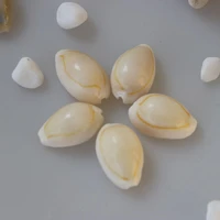 free shipping50pcslotmoney cowrie natural shell conch home decoration aquarium landscaping micro landscape decoration