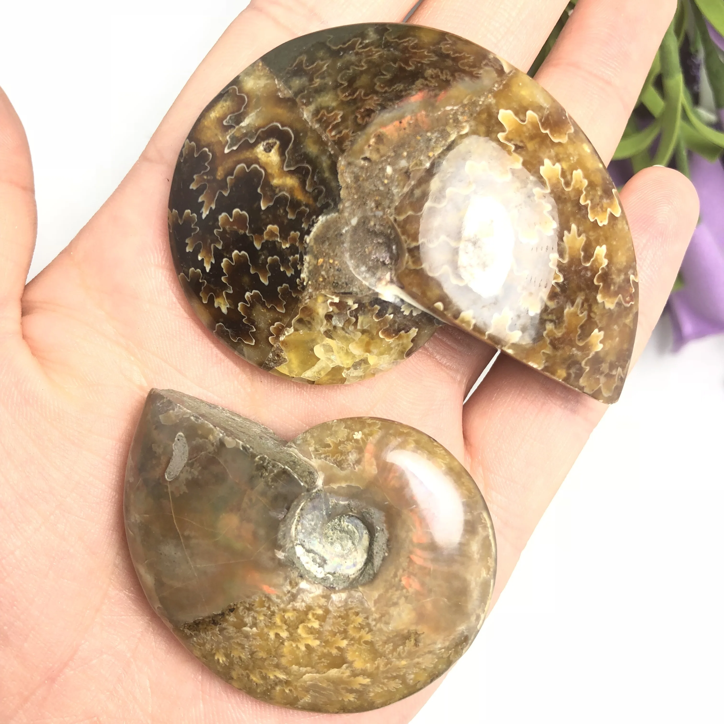 Красочный! Натуральный Полированный козий Рог окаменелости аммониты Conch douvilлеeras