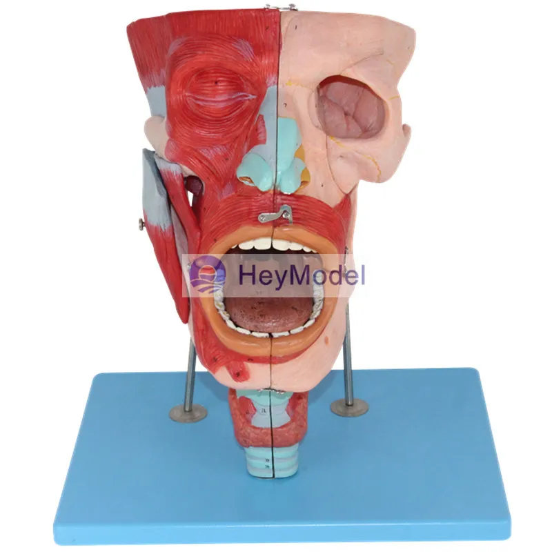 Назальная ротовая фармацевтическая ГОРЛОВАЯ модель HeyModel|anatomy model|anatomy muscleanatomy muscle