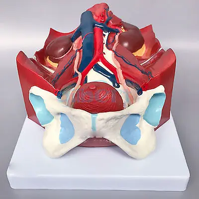 Научная анатомическая медицинская модель мочевой системы человека 4 части