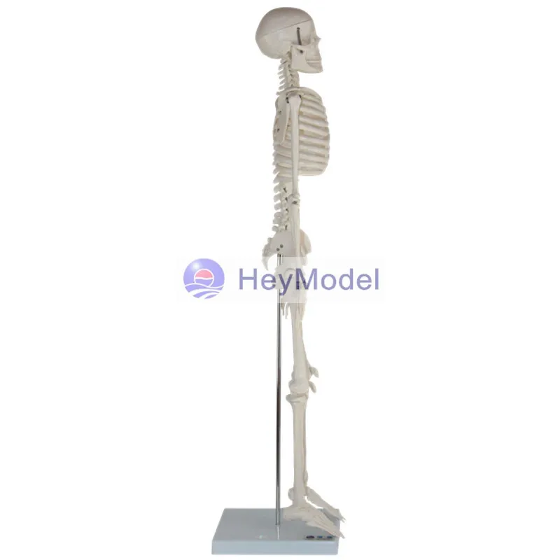 Модель скелета HeyModel из искусственного целого тела|skeleton model|skeletonskeleton body |