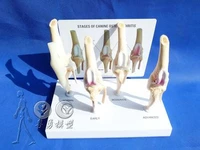 dog bone knee joint model model of healthy knee and diseased joint in dogs including english instruction manual free shopping