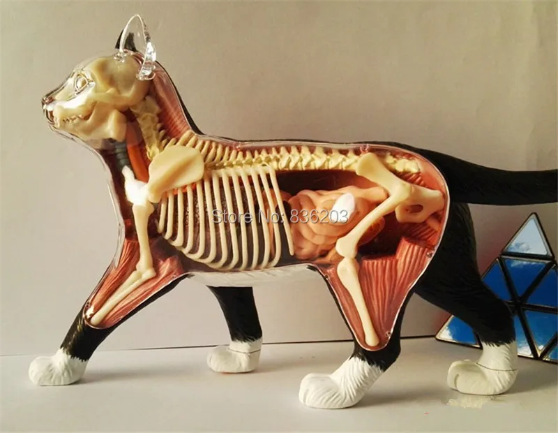 4D master vision раздельная кошка забавная анатомия мужской член медицинский череп