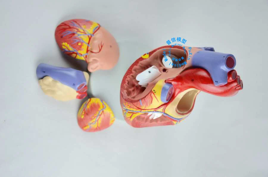 Бесплатная доставка и модель сердечной анатомии кардиоваскулярная