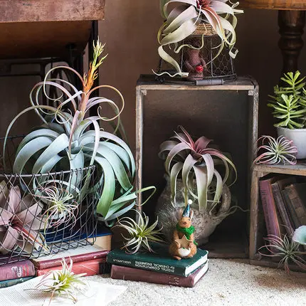 High Simulation Artificial Air Plant Tillandsia Green Decoration Large Size Grass | Дом и сад