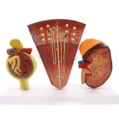 Анатомическая модель тракт почек нефароны кровеносные сосуды почечный клубок