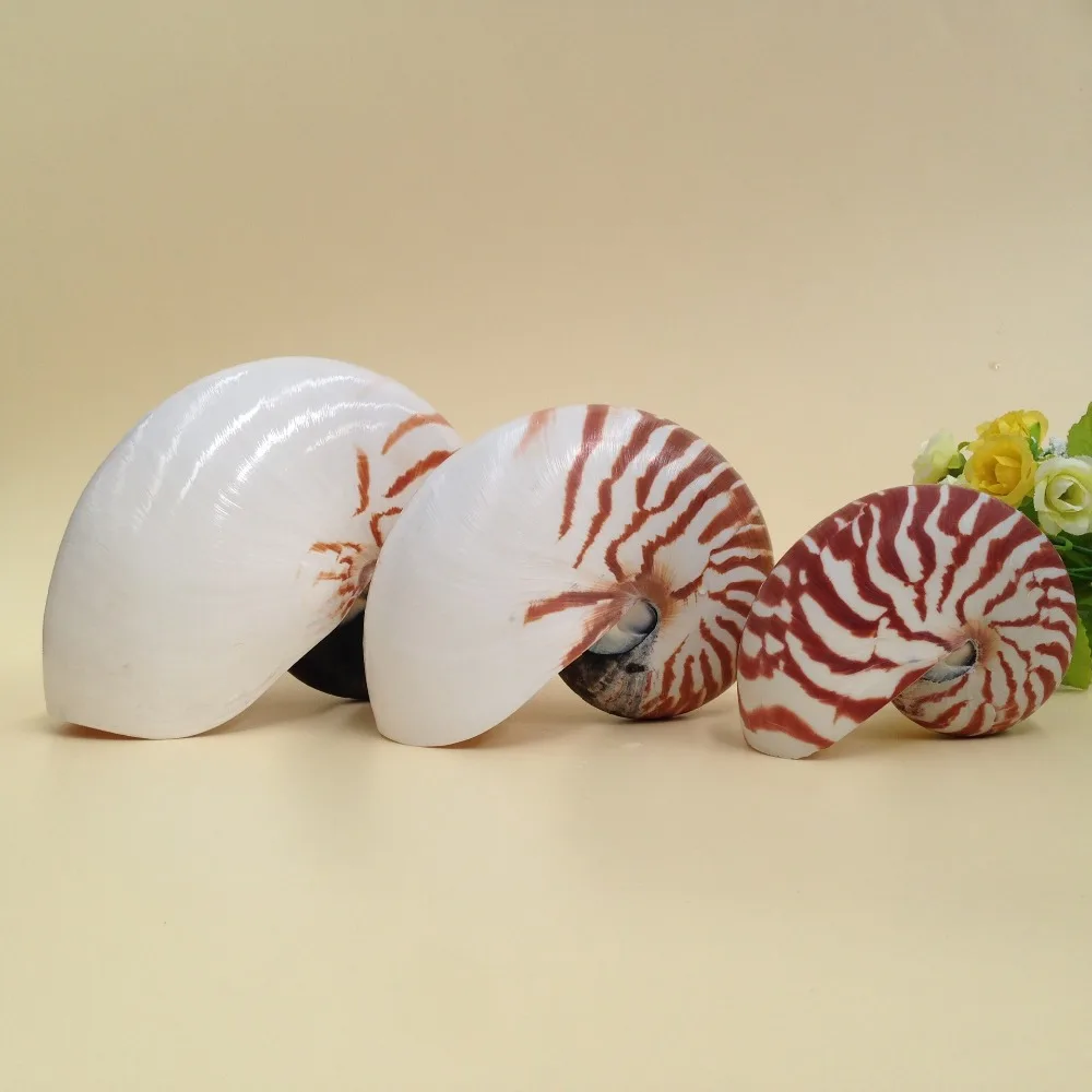 Бесплатная доставка (1 шт./лот) натуральная раковина и ракушка украшение для дома