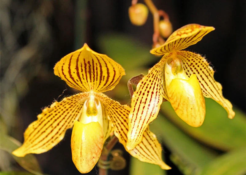 Cymbidium Cattleya Орхидея лепесток Veiners цветок Veiners формы и резак украшения торта инструменты силиконовые формы помадка плесень CS210