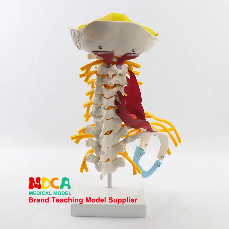 Медицинская модель скелета шейного отдела позвоночника нейромышечная костей