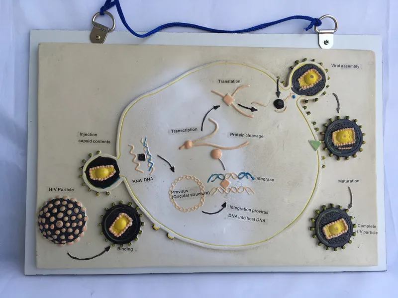 Модель роста и размножения ВИЧ школьное преподавание биологии модели