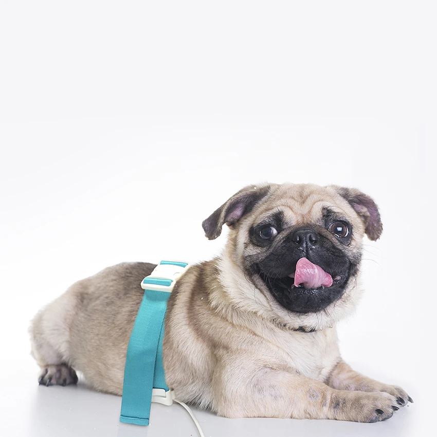

2022 English Software PET Analyzer For Dogs And Cats Body Health Checking