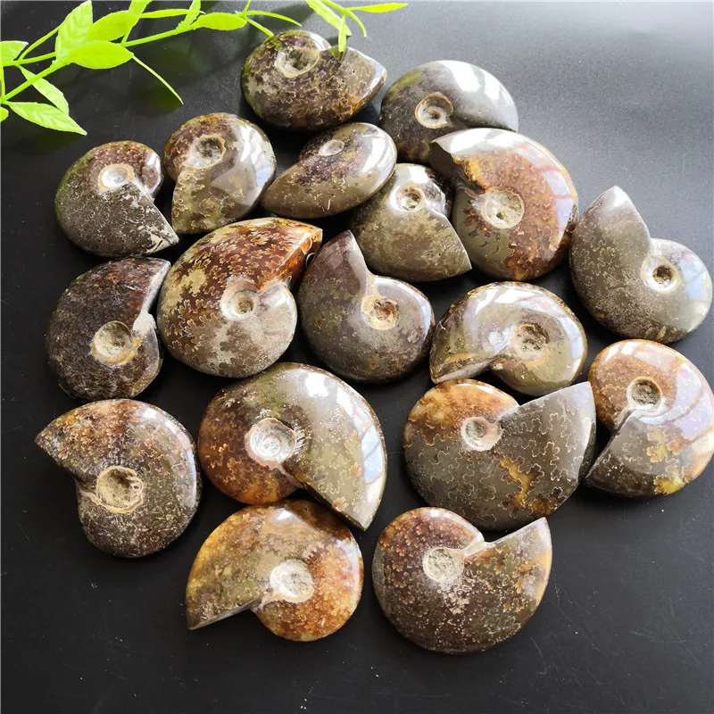 Натуральные раковины цельный аммонит ископаемые образцы Мадагаскарский образец