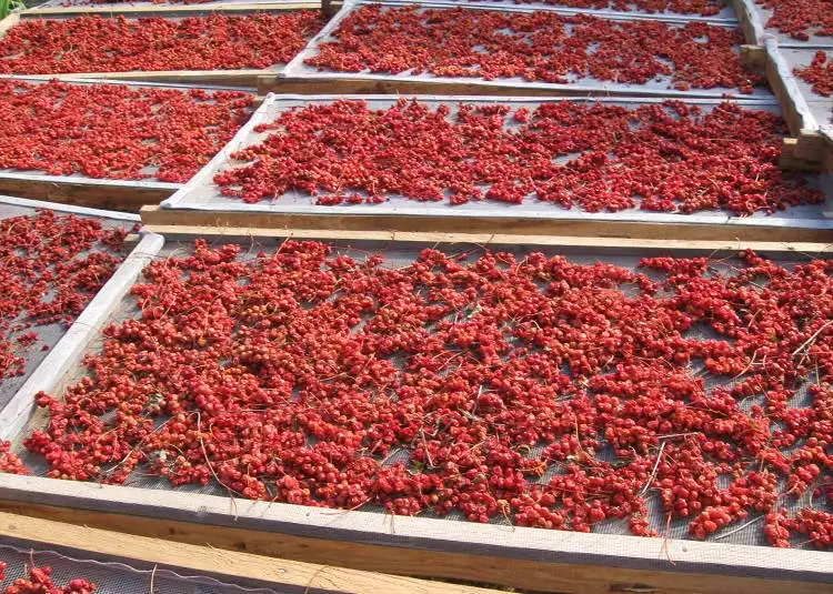 50 г, 500 г, органический сушеный чай Schisandra Chinensis Wu Wei Zi с пятью вкусовыми ягодными травами, травяной чай wuweizi, хороший для здоровья