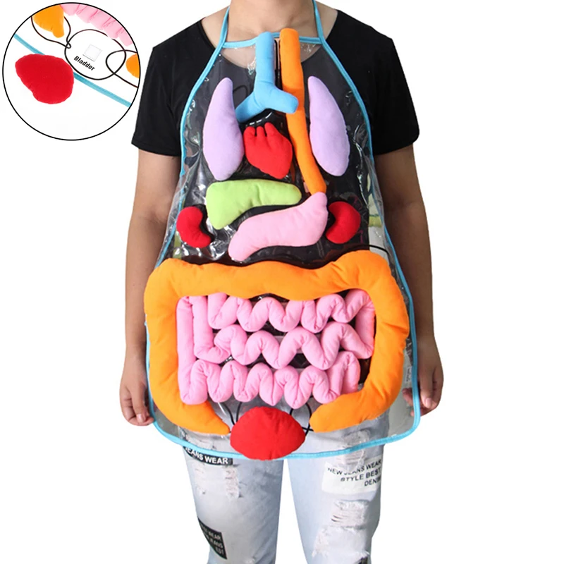 

New Children Anatomy Apron Human Body Organs Awareness Preschool Science Home School Teaching Aids Educational Insights Toys