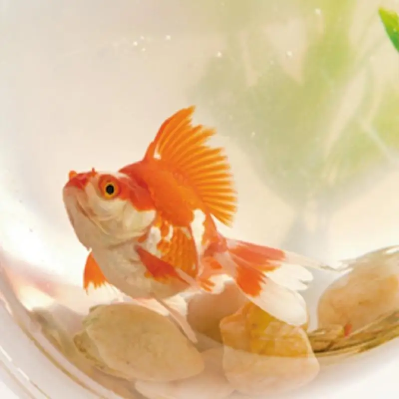 LanLan модный креативный акриловый настенный рыбный бачок чаша ваза для аквариума