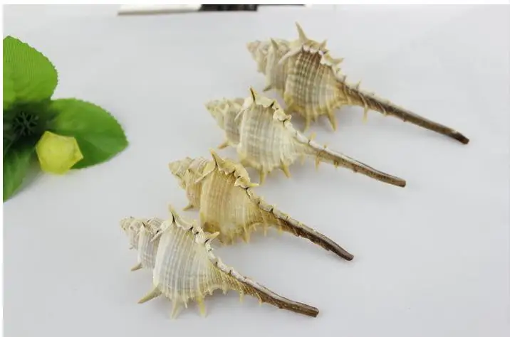 Раковины раковины белый коралловый ведьма Улитка аквариум украшения schelp kralen