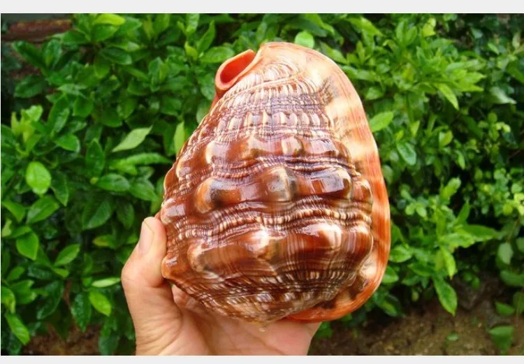 

Natural Conch Shell Ancient Shelf Decoration Fish Tank Landscape Mediterranean Props Ornaments Micro-landscape Decoration Crafts