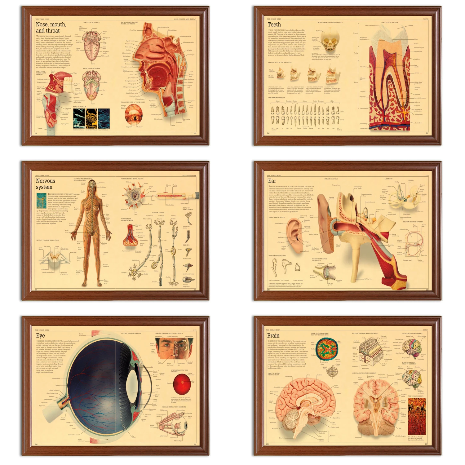 Винтажная энциклопедия постер человеческий анатомический глаз уши крафт