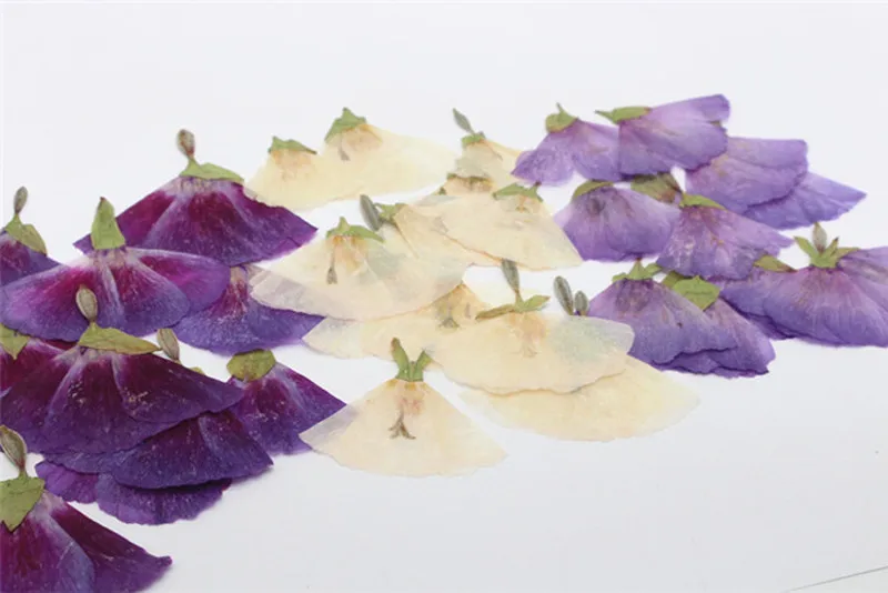 

Party Art Paper Beige Ancient Godetia Dried Pressed flowers Specimens For Christmas Card Wholesales 120 Pcs