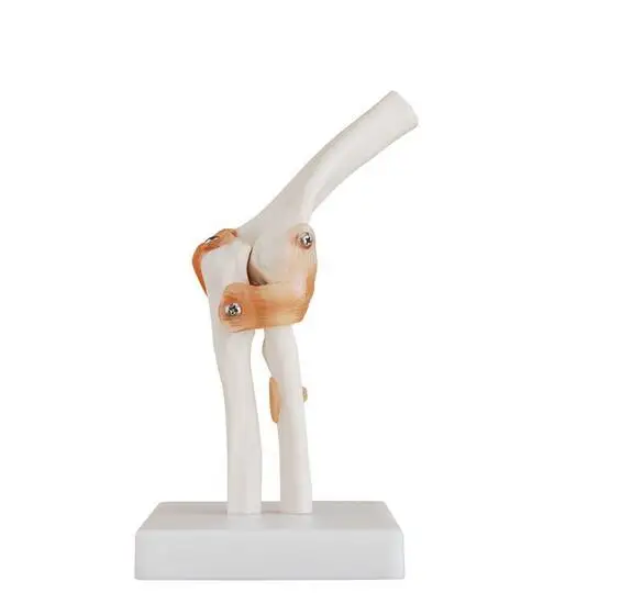 elbow joint Ноги в натуральную величину, плечи, бедра, колено, локоть, ноги, руки, суставы, анатомические модели, ноги, суставы, модель - Цвет: elbow joint
