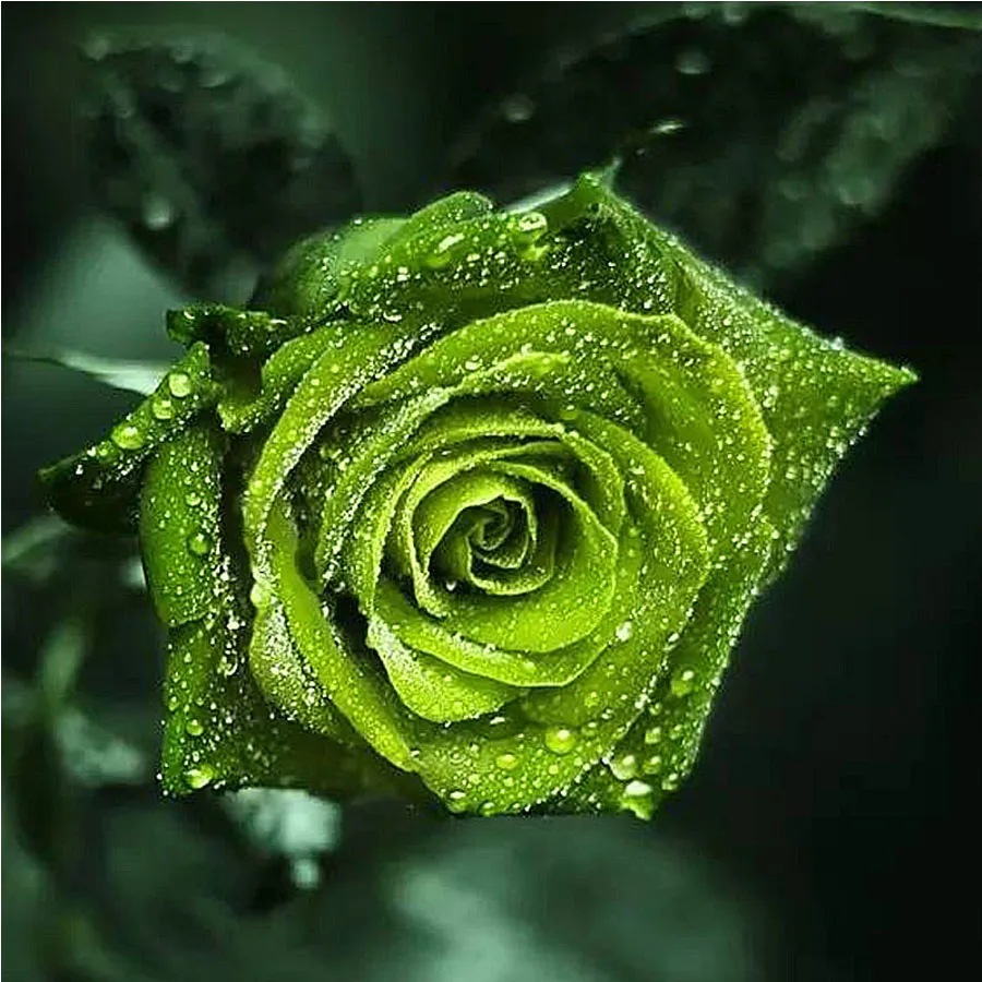 Алмазная 5d картина сделай сам зеленая Роза полностью вышивка крестиком цветы