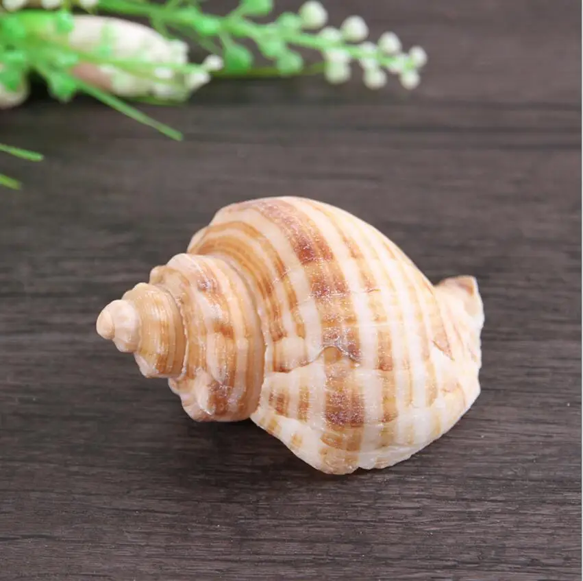 Набор Ассорти оболочки раковины морской океан Стиль для фотографии дома