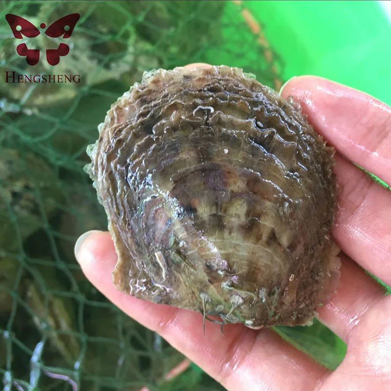 

Rose Red Color Pearl Oysters akoya colorful pearls Wholesale Colorful Round Beads For Jewelry Making 20pcs 6-8mm