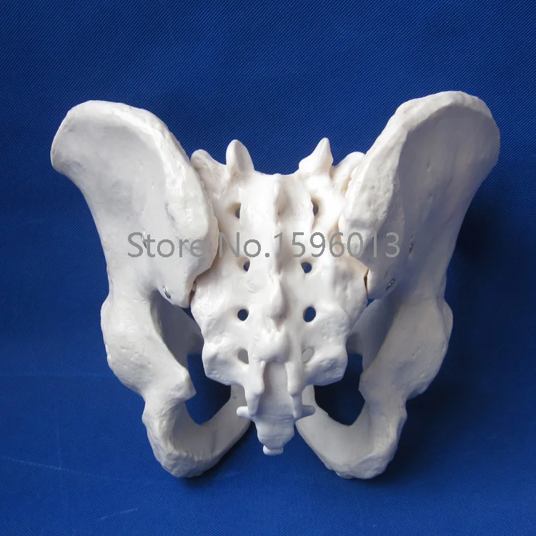 Горячая взрослая модель мужского таза человеческого | Канцтовары для офиса и