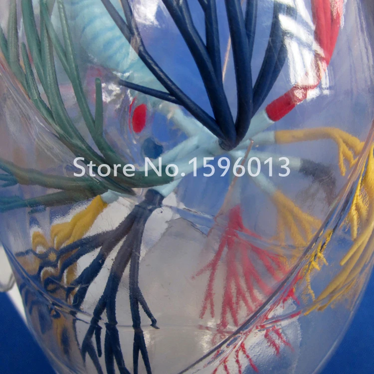 Прозрачная модель сегмента легких медицинская анатомия обучение легким|model