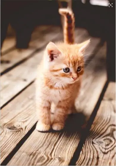 Прямая поставка-ожерелье с подвеской в виде кота стиле ретро | Украшения и