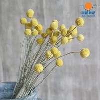 20pcs dried natural flower bouquets dried craspedia flower bouquets golden ball flower bunches