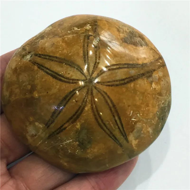 Природные морские звезды Fossil ручной образец хороший подарок для каменной