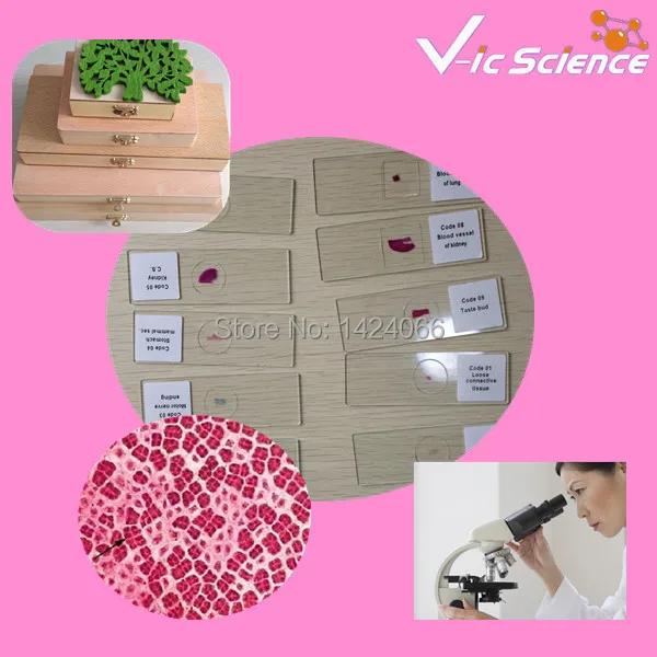 Medical science 100pcs animal tissue slides set