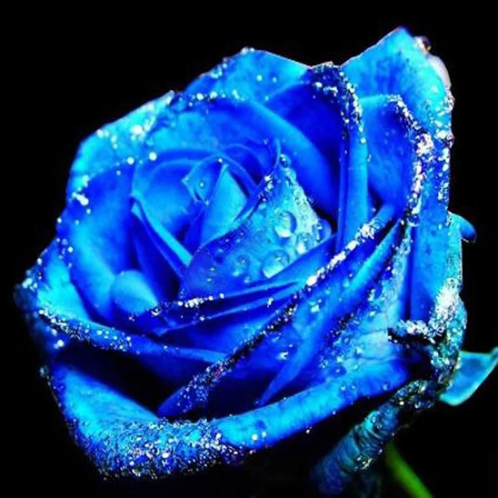 LZAIQIZG Full Square/Round Diamond Painting Blue Rose Flower Embroidery Sale Floral Handicraft Decoration For Home | Дом и сад