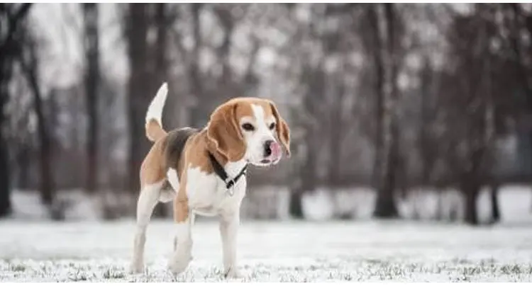 Beagle Собака Декоративные Чехлы для подушек чехлы для диванов подушки Животные наволочки с изображением собак чехлы на подушки для дома Декор almofadas