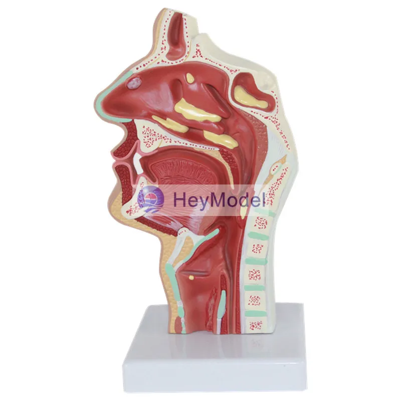 

HeyModel Nasal lesions Size 1:1
