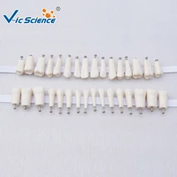 medical permanent teeth with straight for replacing nissin dental teeth model